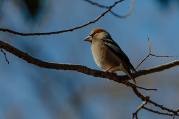 シメ 秋ヶ瀬公園 2024年3月10日(日)