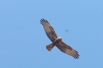 チュウヒ 利根川コジュリン公園 2024年3月4日(月)