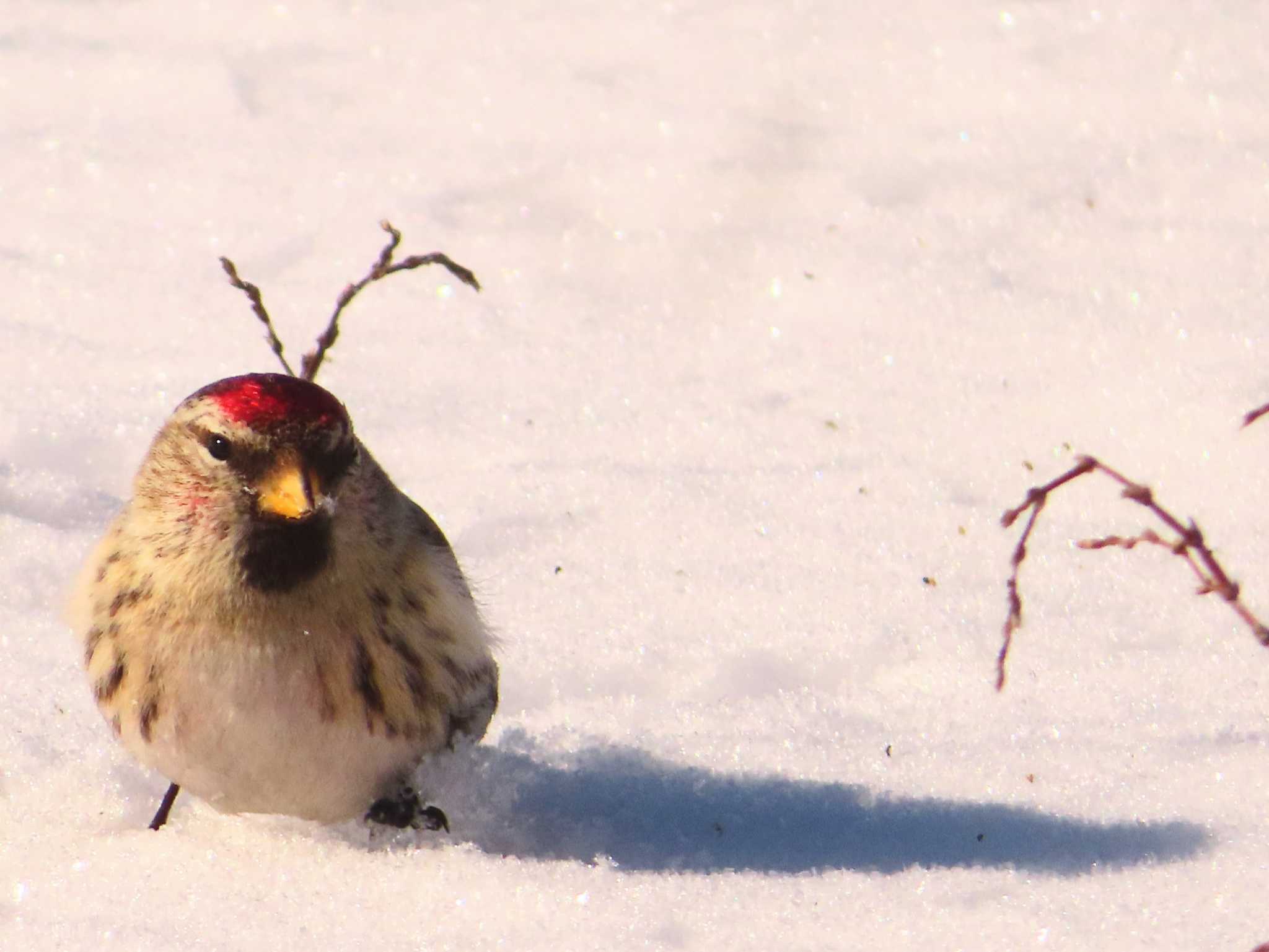 Common Redpoll