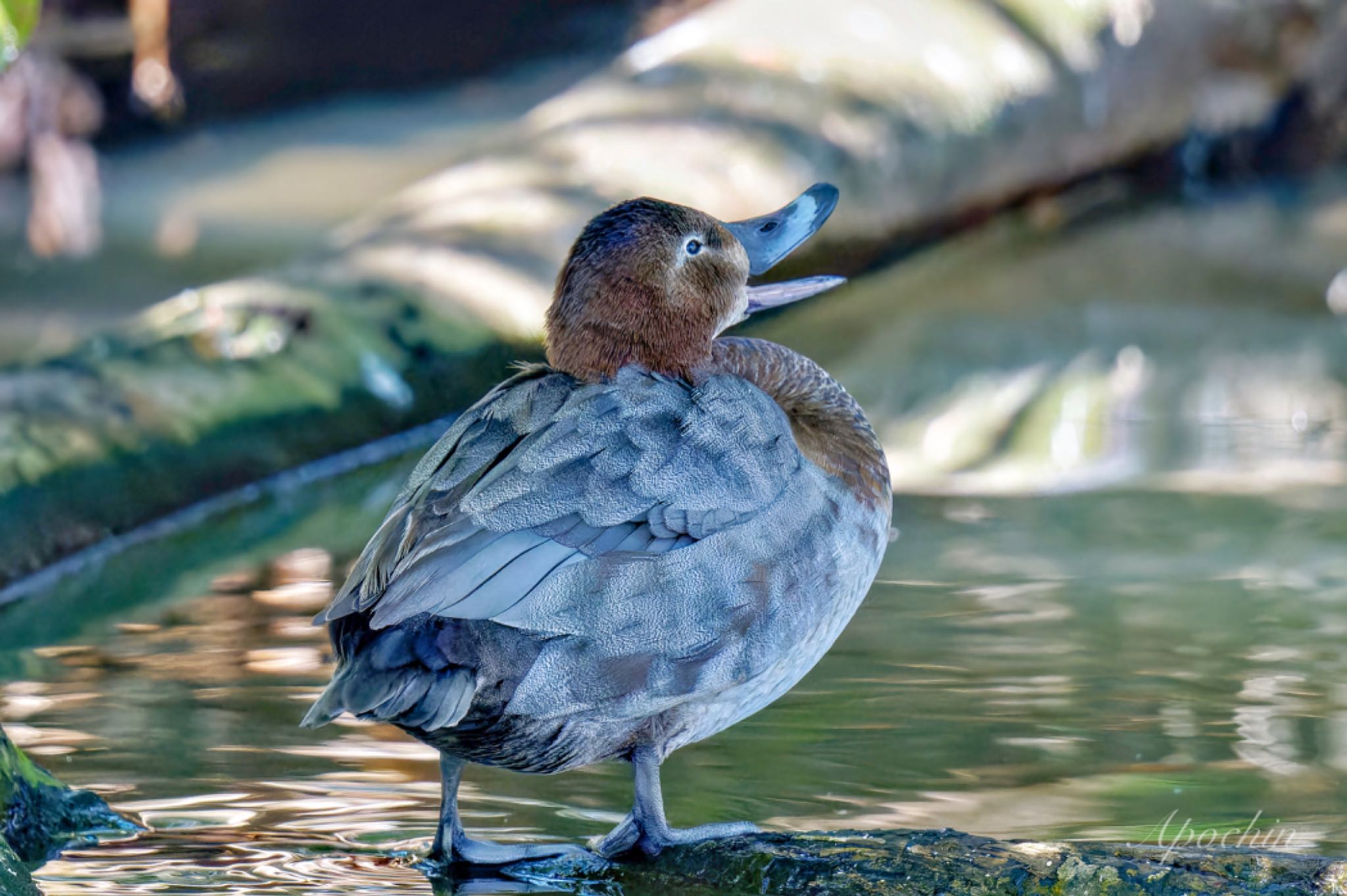 Common Pochard