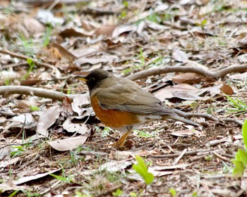 Brown-headed Thrush Kasai Rinkai Park Tue, 3/5/2024