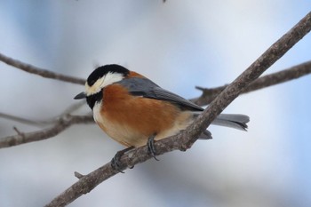 Varied Tit 旭山公園 Sun, 3/10/2024