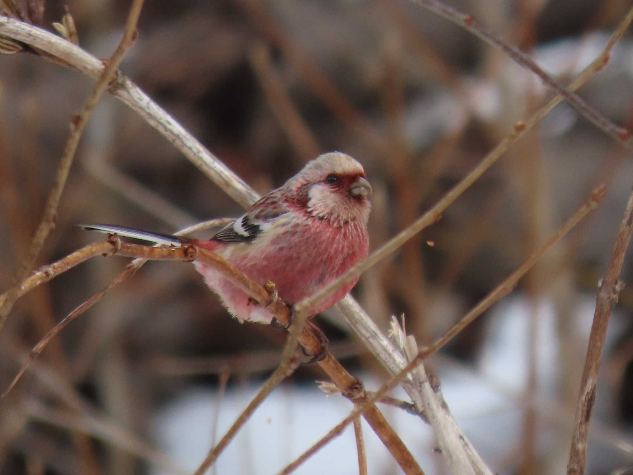 Siberian Long-tailed Rosefinch