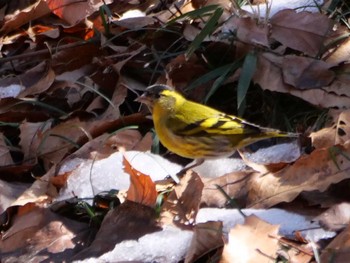 Eurasian Siskin 秩父 Sat, 3/2/2024