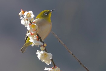 Warbling White-eye 湯河原梅林 Sat, 2/24/2024