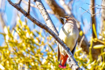 Japanese Waxwing 富岡総合公園(横浜市) Sun, 3/10/2024