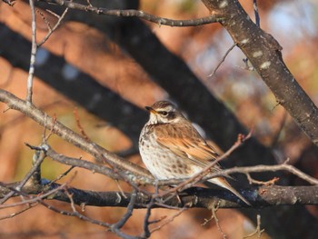 Dusky Thrush Unknown Spots Thu, 2/8/2024