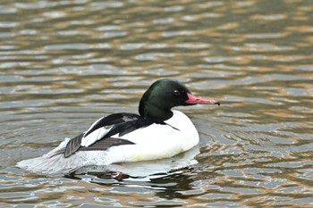 Common Merganser 厚木市 Mon, 2/19/2024