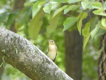 2022年10月1日(土) 京都御苑の野鳥観察記録