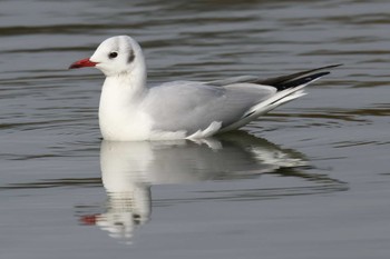 ユリカモメ 明石公園 2024年2月4日(日)