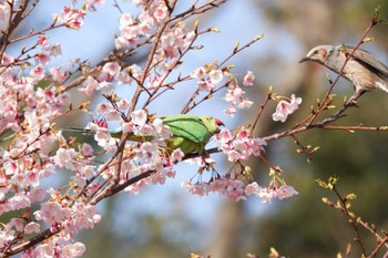 ワカケホンセイインコ 三ツ池公園(横浜市鶴見区) 2024年3月11日(月)