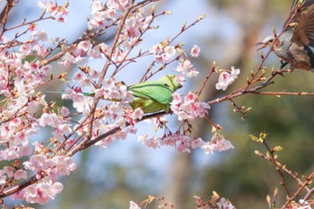 ワカケホンセイインコ 三ツ池公園(横浜市鶴見区) 2024年3月11日(月)