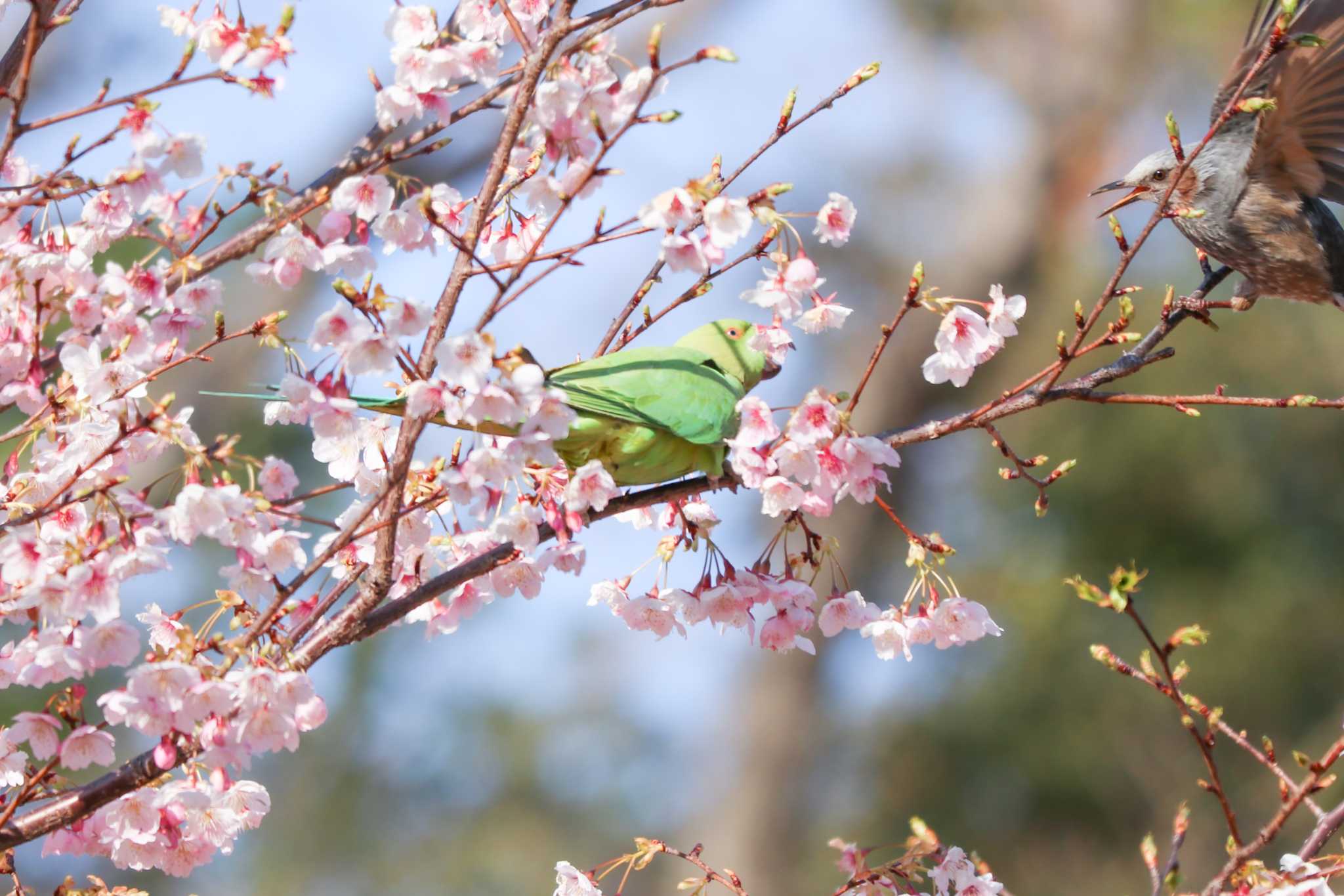 Indian Rose-necked Parakeet