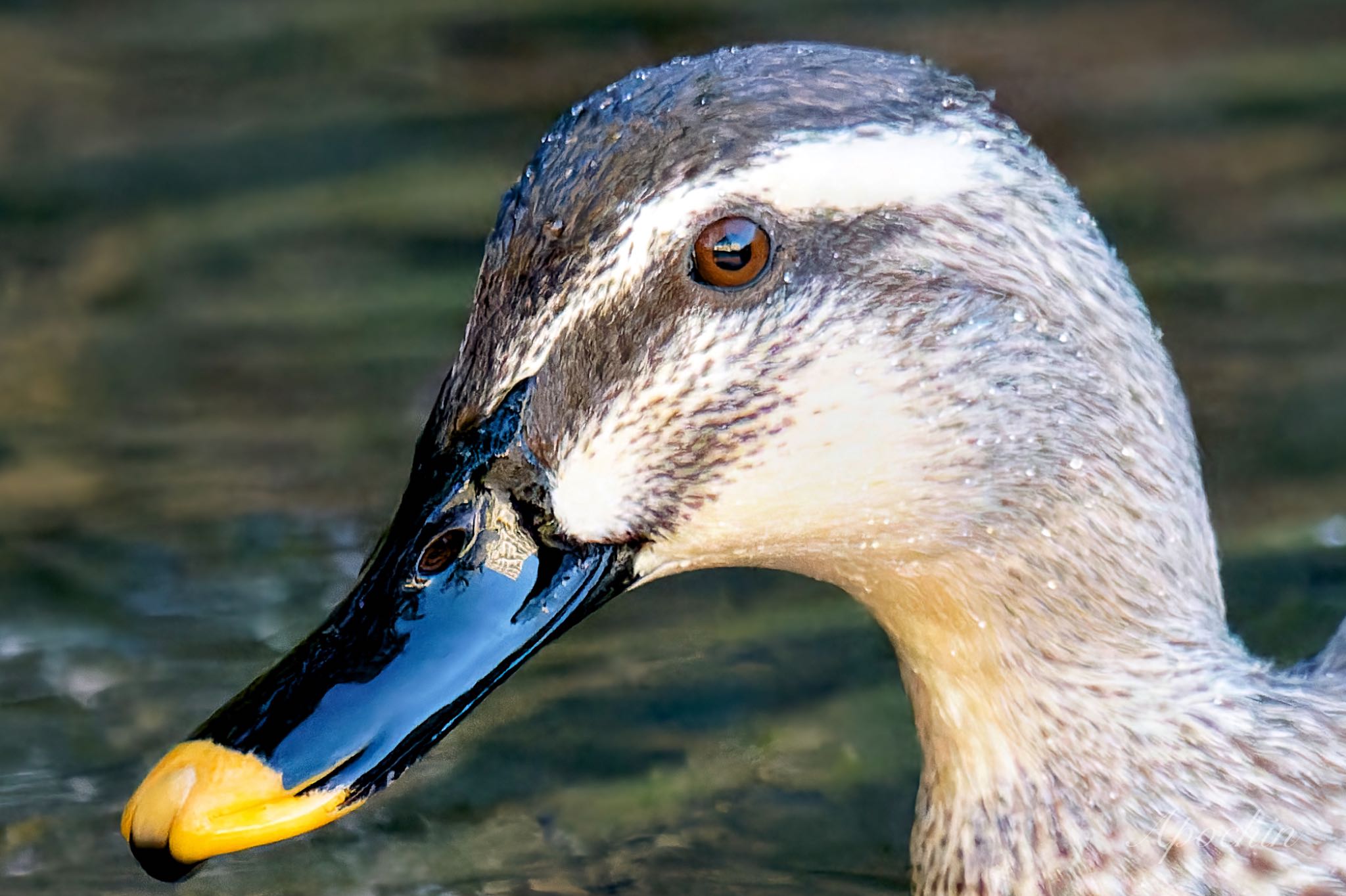 Photo of Eastern Spot-billed Duck at 富岡総合公園(横浜市) by アポちん