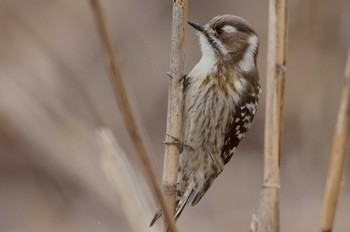 Japanese Pygmy Woodpecker Asaba Biotope Tue, 3/12/2024