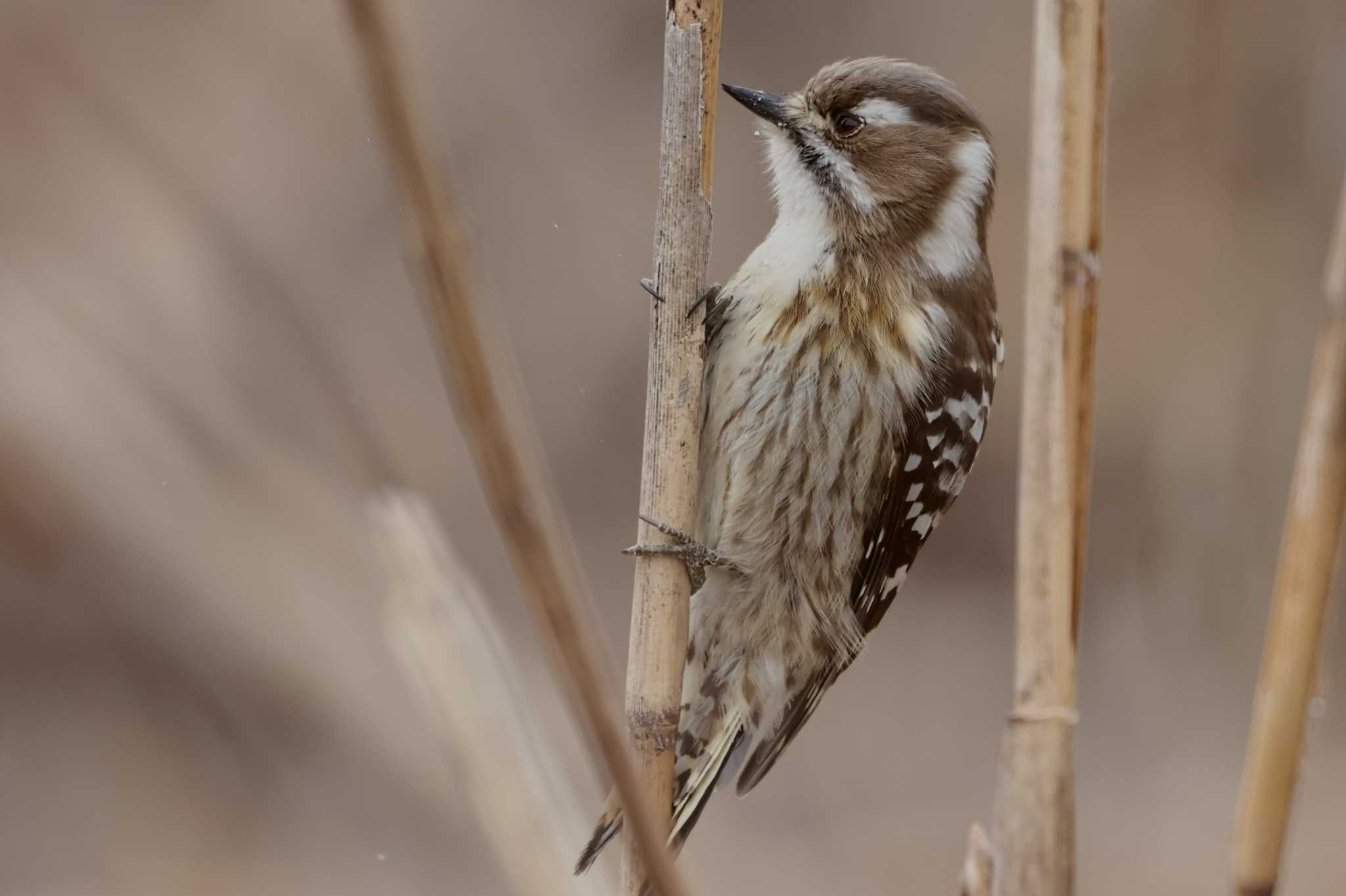 Japanese Pygmy Woodpecker