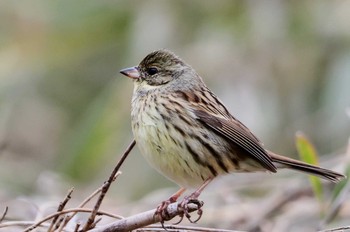 Masked Bunting Asaba Biotope Tue, 3/12/2024