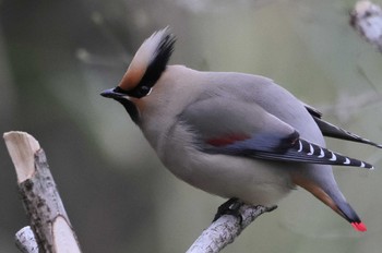 Japanese Waxwing Asaba Biotope Tue, 3/12/2024