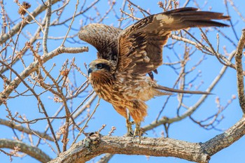 Black Kite Akashi Park Fri, 2/9/2024