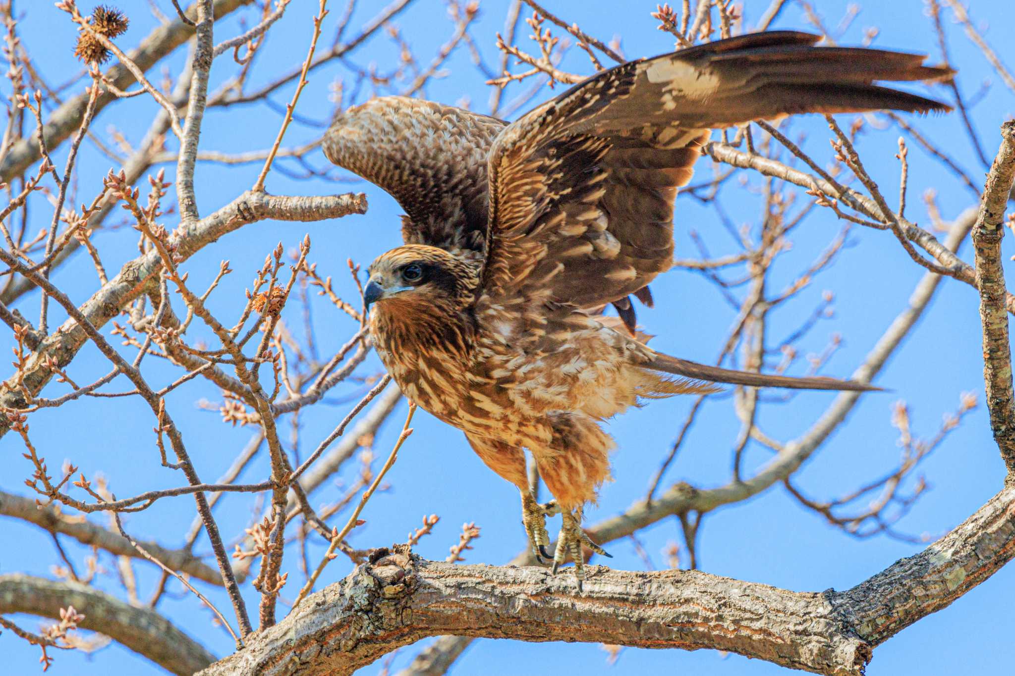 Photo of Black Kite at Akashi Park by ときのたまお