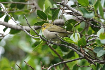 Swinhoe's White-eye 台中公園(台湾) Sat, 1/27/2024