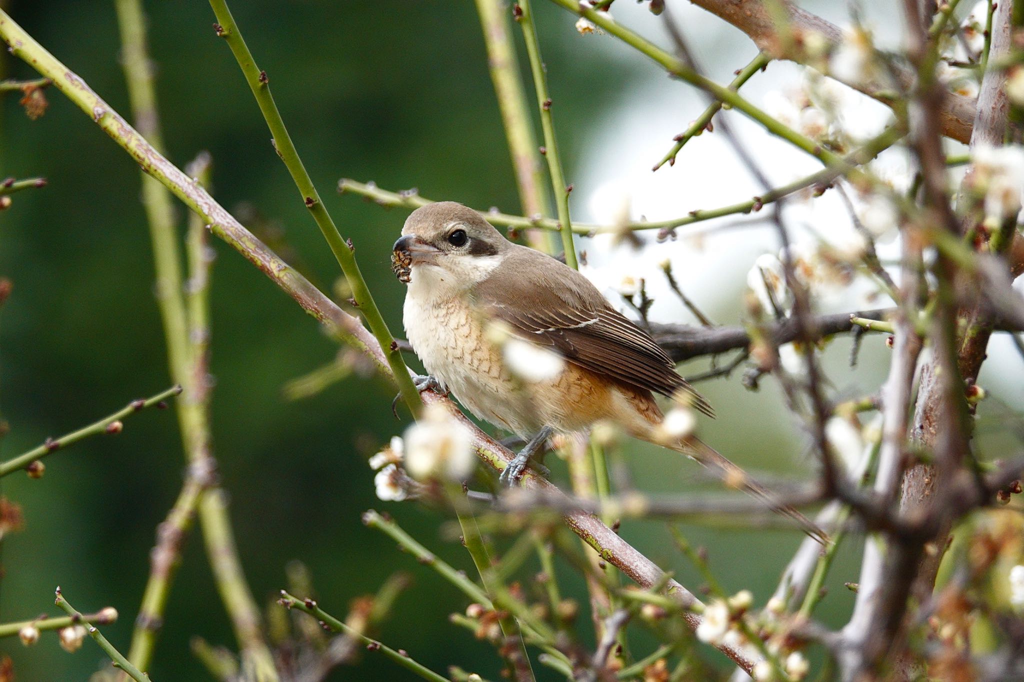 Photo of Brown Shrike(lucionensis) at 台中公園(台湾) by のどか