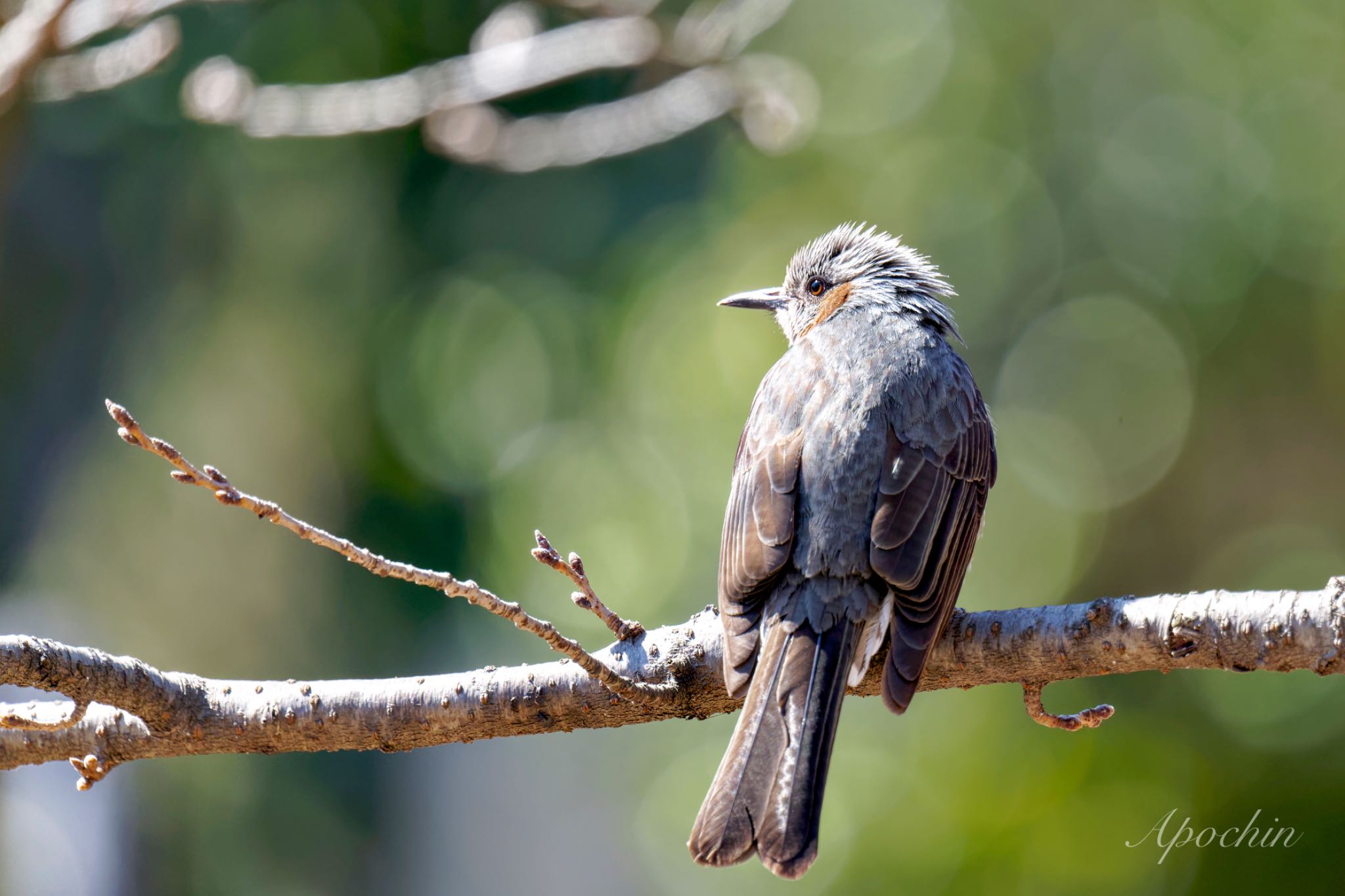 Brown-eared Bulbul