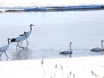 2024年3月8日(金) 長沼町 長都沼の野鳥観察記録