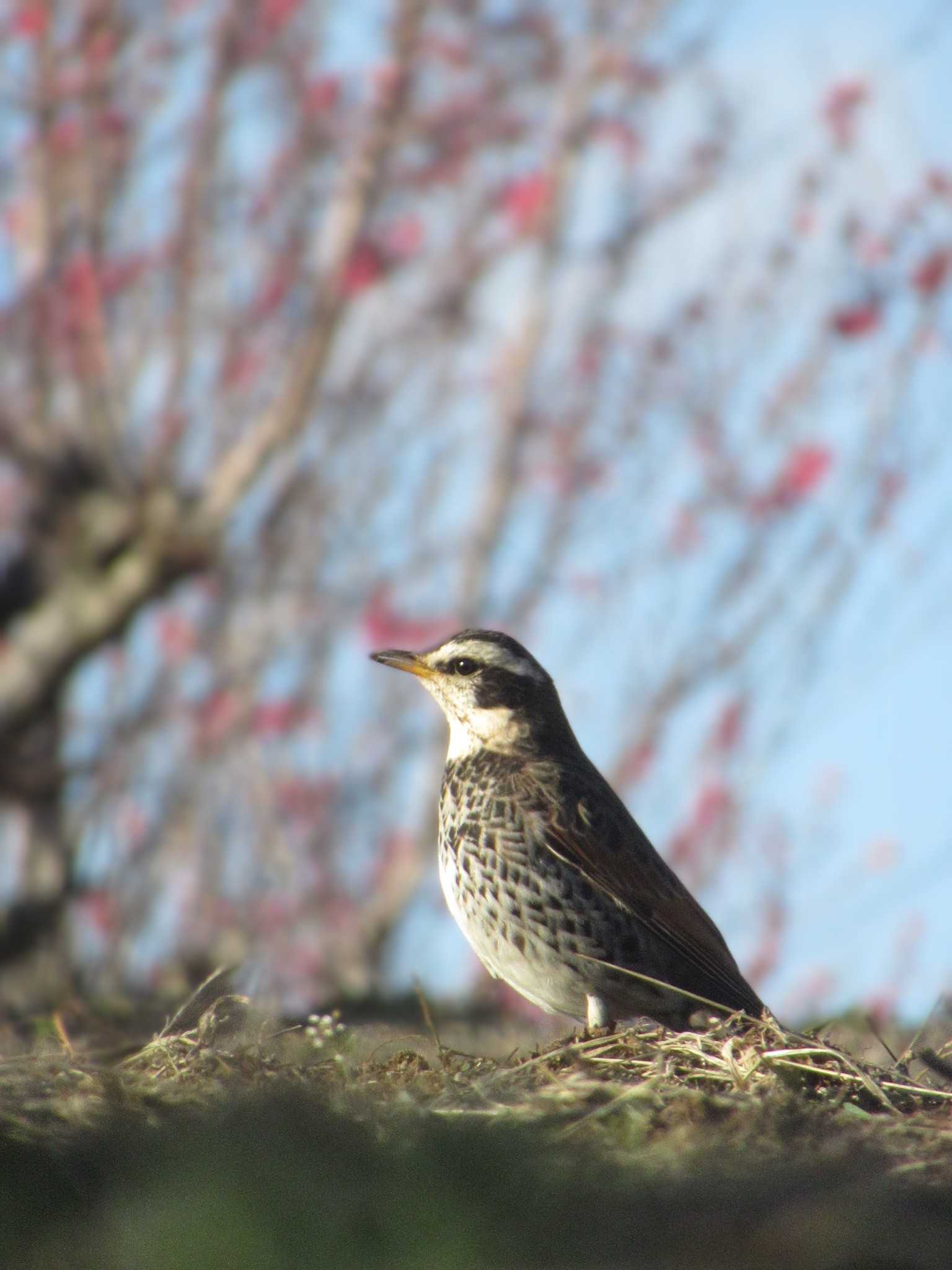 Photo of Dusky Thrush at 神奈川県横浜市 by kohukurou