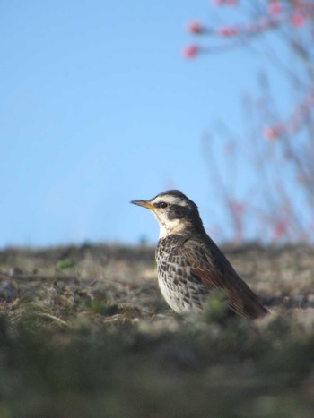 Dusky Thrush 神奈川県横浜市 Sat, 3/9/2024