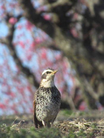 ツグミ 神奈川県横浜市 2024年3月9日(土)