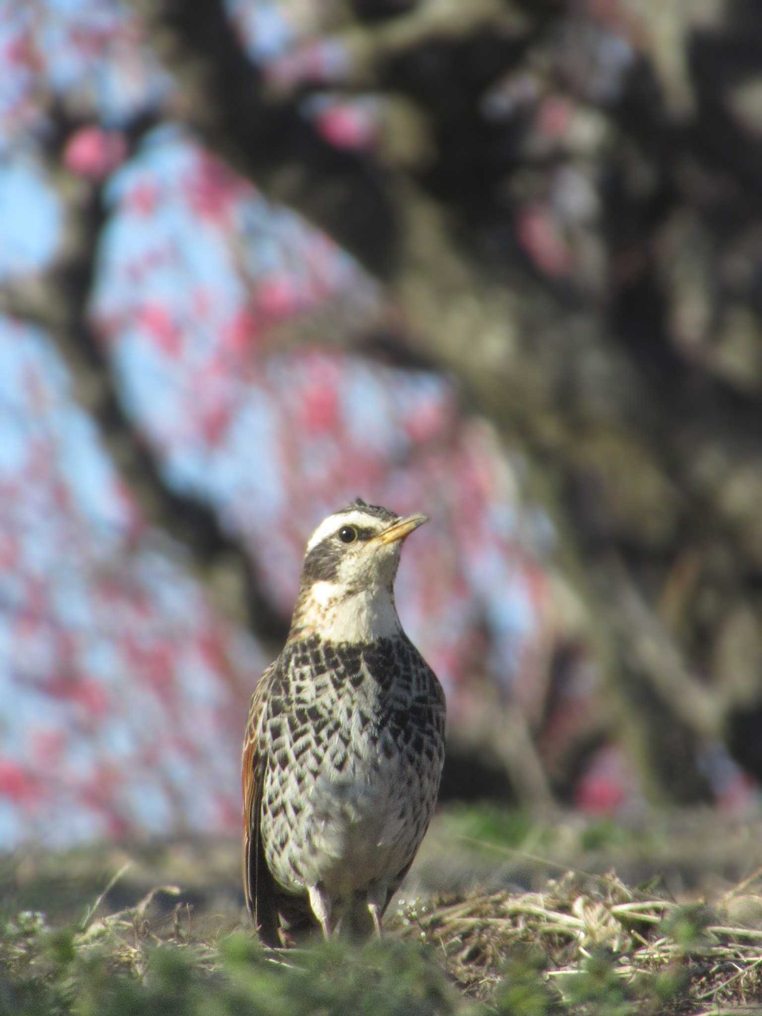 神奈川県横浜市 ツグミの写真 by kohukurou