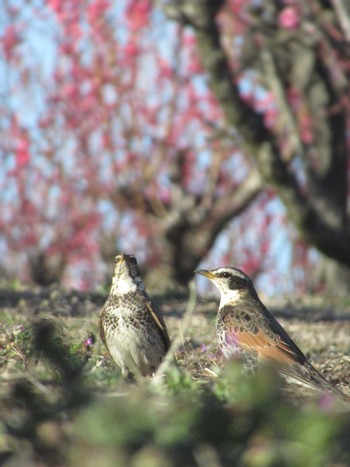 Dusky Thrush 神奈川県横浜市 Sat, 3/9/2024