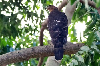 Cooper's Hawk ウガンダ Mon, 3/11/2024