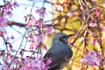 Brown-eared Bulbul Nagahama Park Sun, 3/10/2024