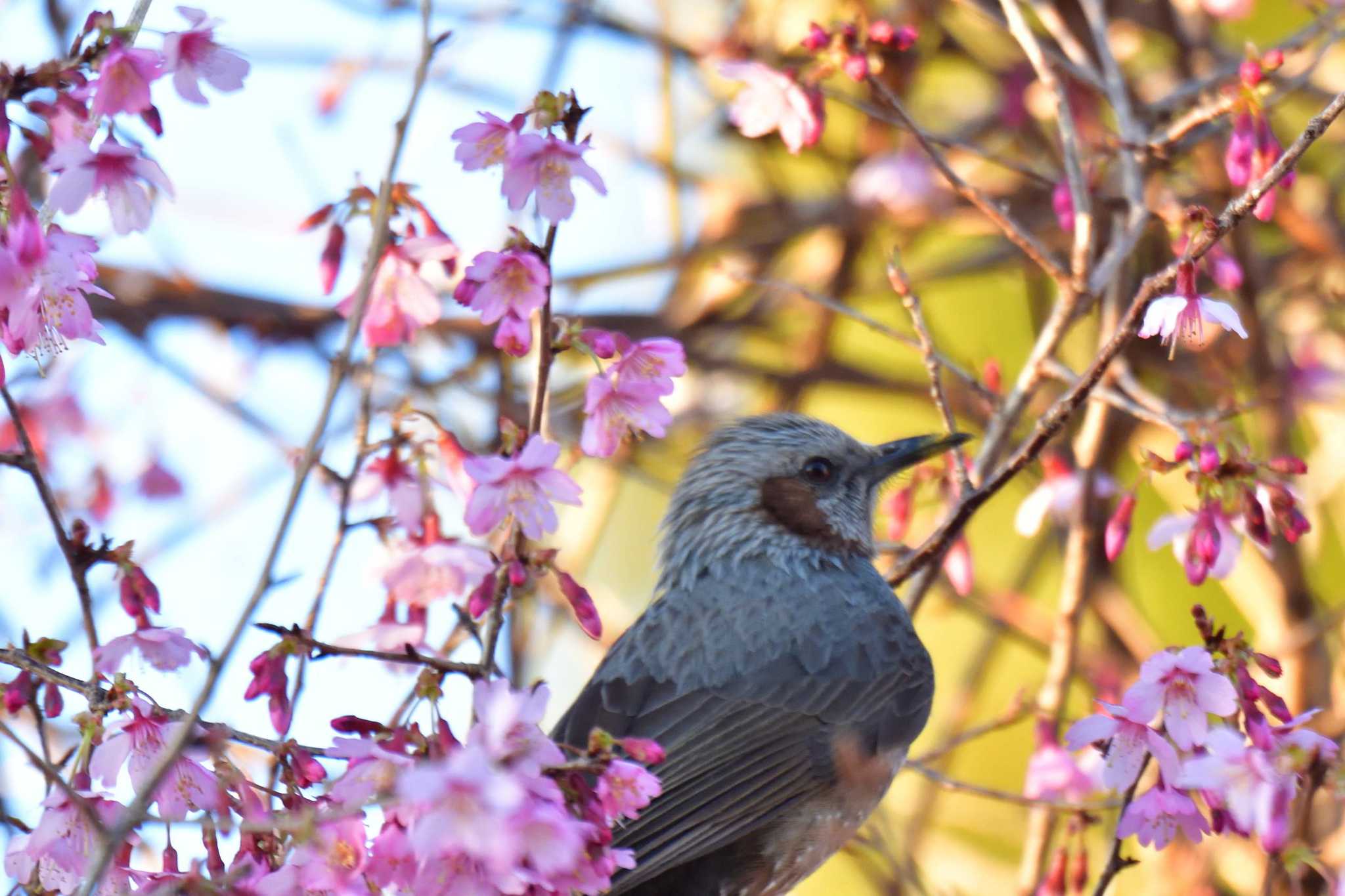 Photo of Brown-eared Bulbul at Nagahama Park by やなさん