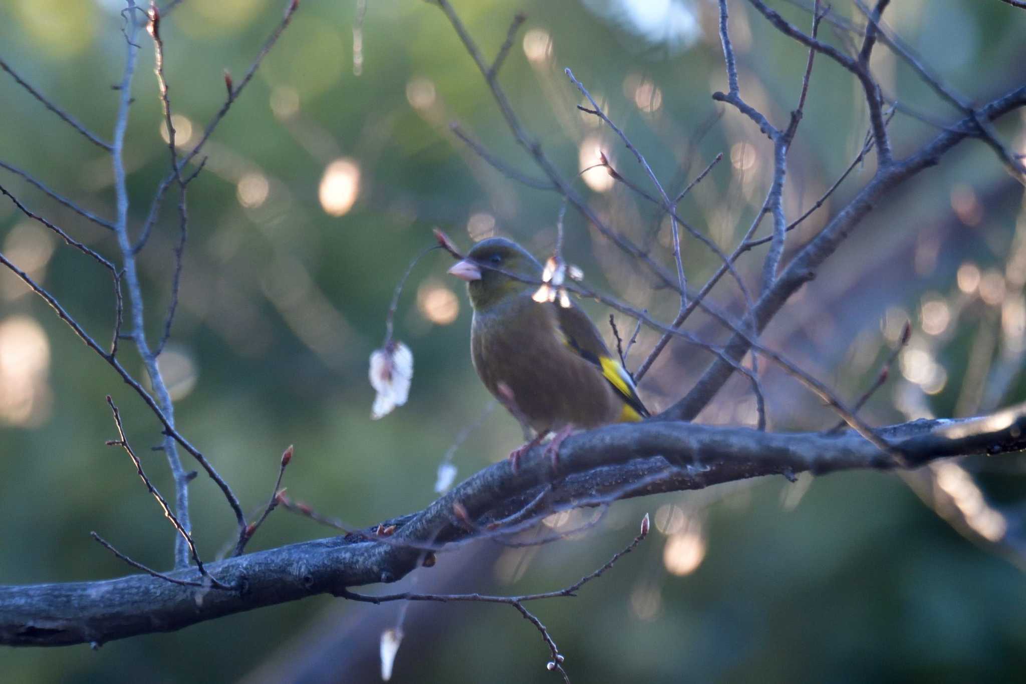 Grey-capped Greenfinch