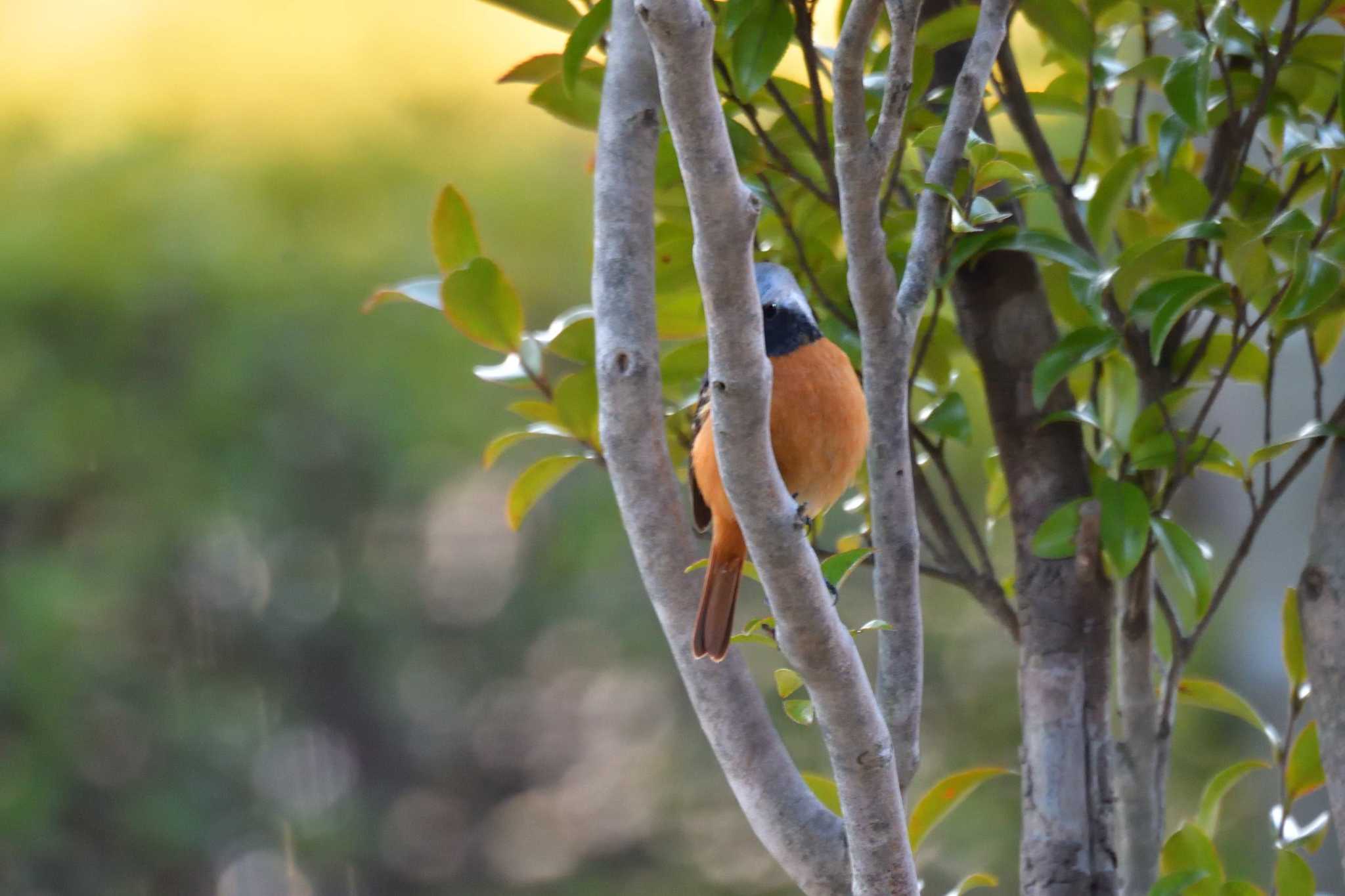 Photo of Daurian Redstart at Nagahama Park by やなさん