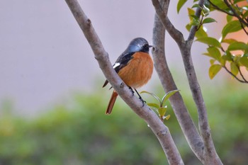 Daurian Redstart Nagahama Park Sun, 3/10/2024