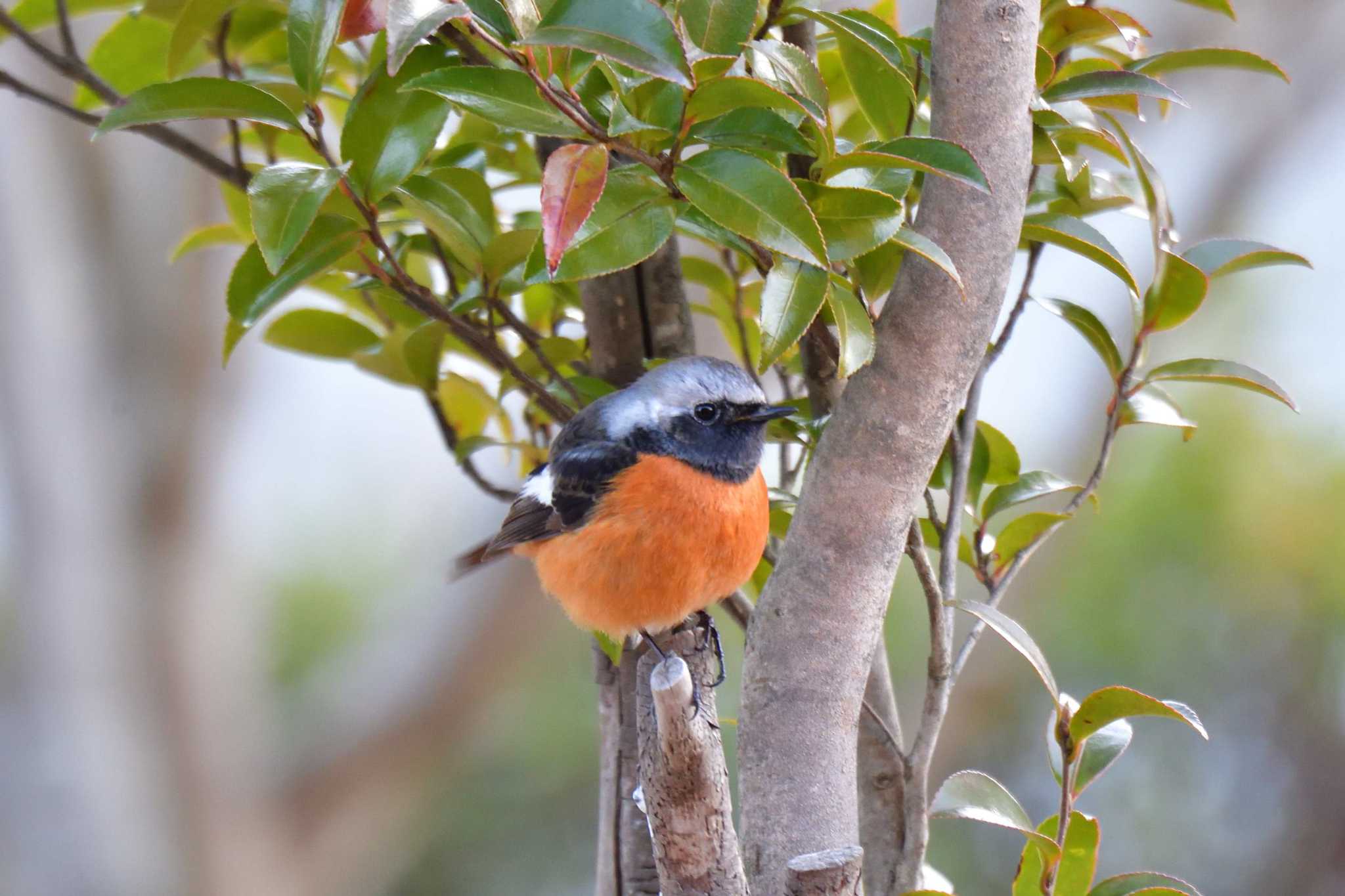 Daurian Redstart