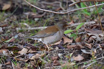 Pale Thrush Nagahama Park Sun, 3/10/2024