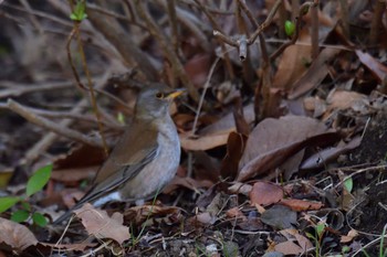 Pale Thrush Nagahama Park Sun, 3/10/2024