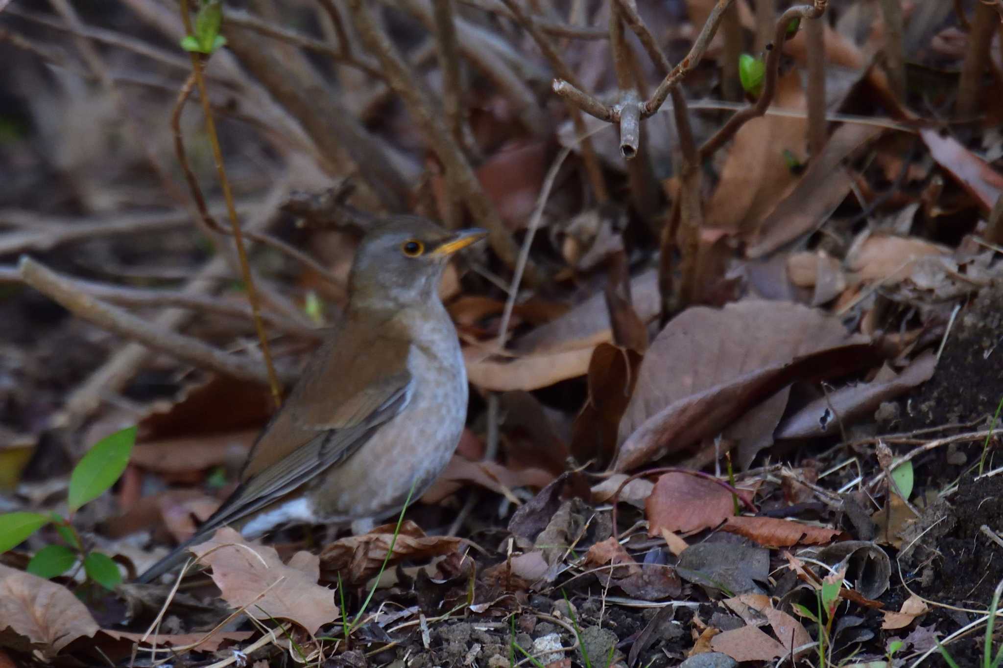 Photo of Pale Thrush at Nagahama Park by やなさん