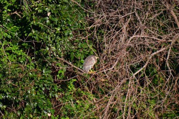 Black-crowned Night Heron Nagahama Park Sun, 3/10/2024