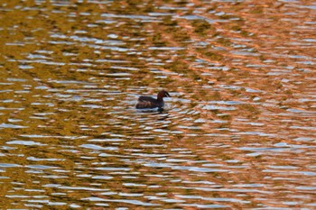 Little Grebe Nagahama Park Sun, 3/10/2024