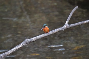 Common Kingfisher Nagahama Park Sun, 3/10/2024