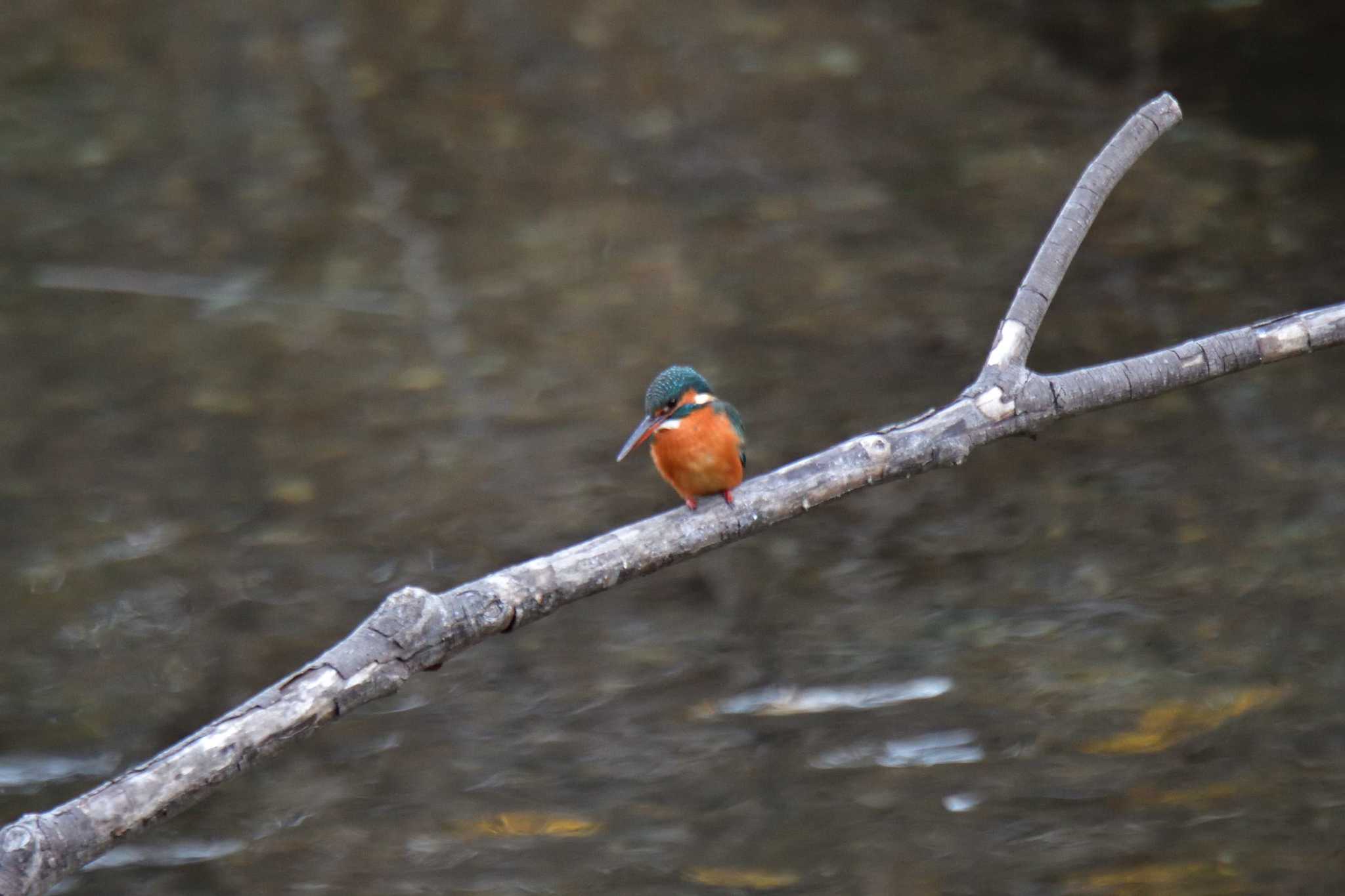 Photo of Common Kingfisher at Nagahama Park by やなさん