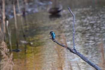 Common Kingfisher Nagahama Park Sun, 3/10/2024