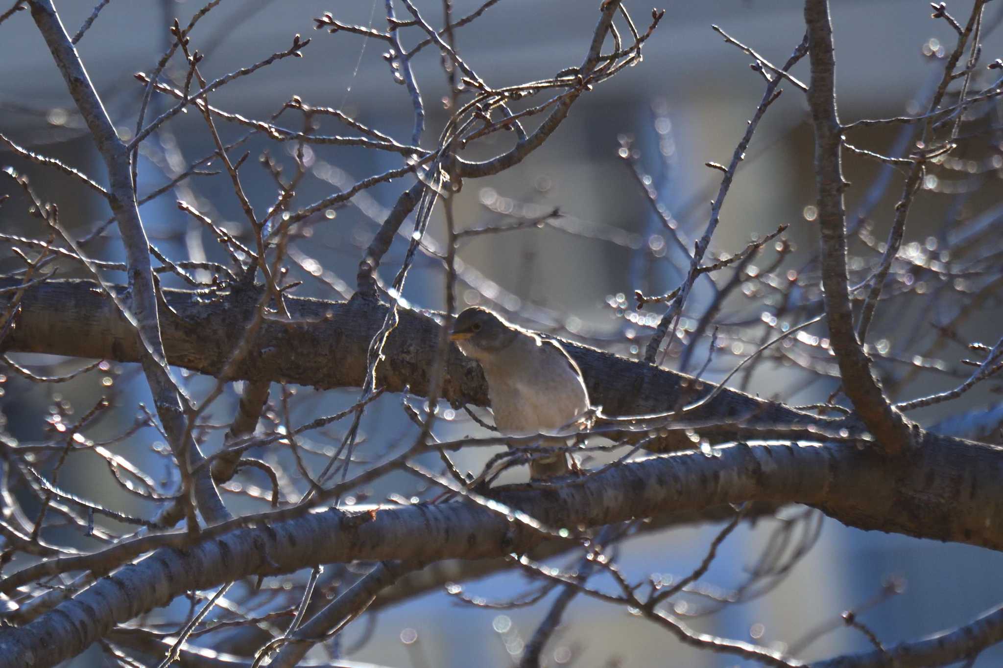 Photo of Pale Thrush at Nagahama Park by やなさん