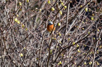 Daurian Redstart Nagahama Park Sun, 3/10/2024